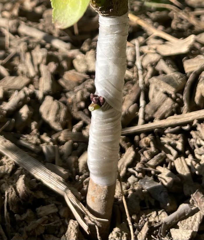 Bud taped on to rootstock.
