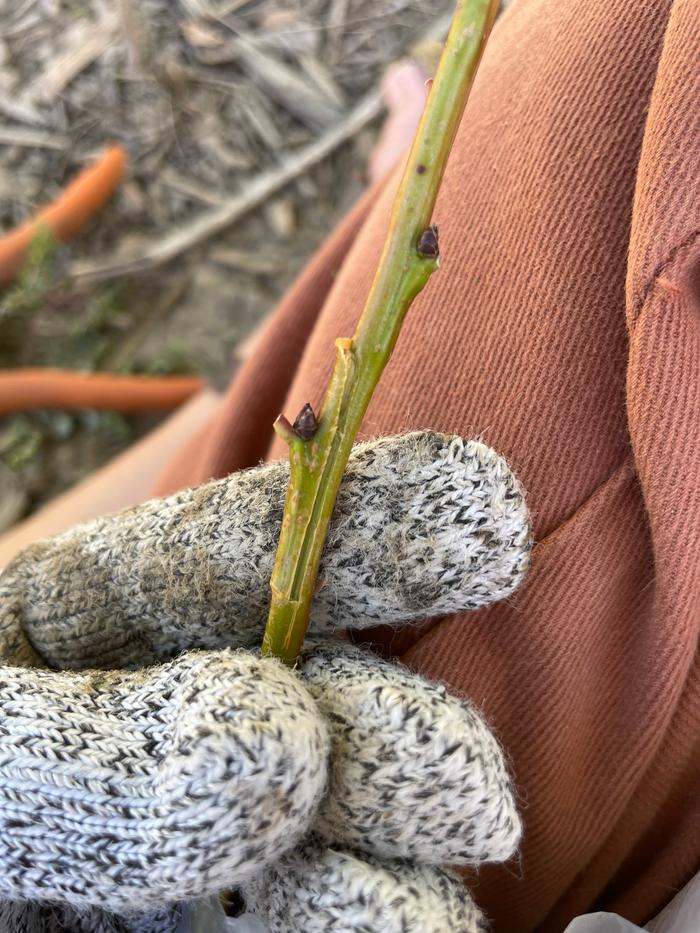 Cut made on the branch to remove the bud.