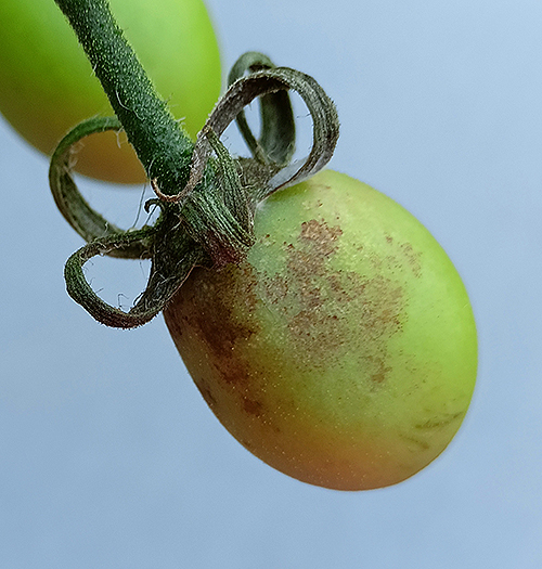 blight on small tomato