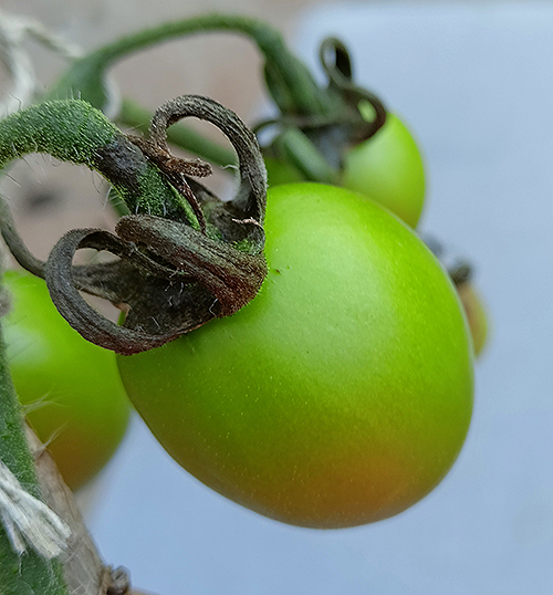 blight on stem 