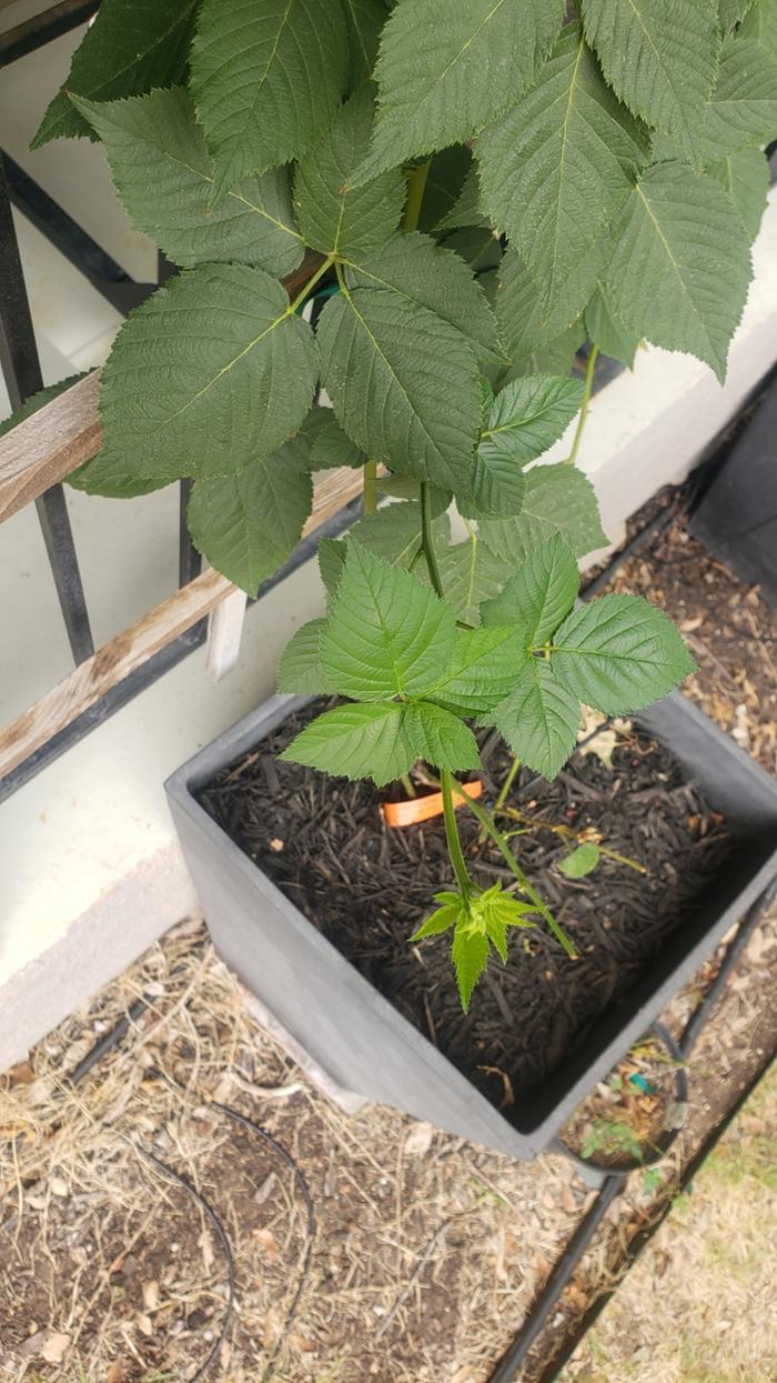 [Thumbnail for Blackberry-1.jpg]