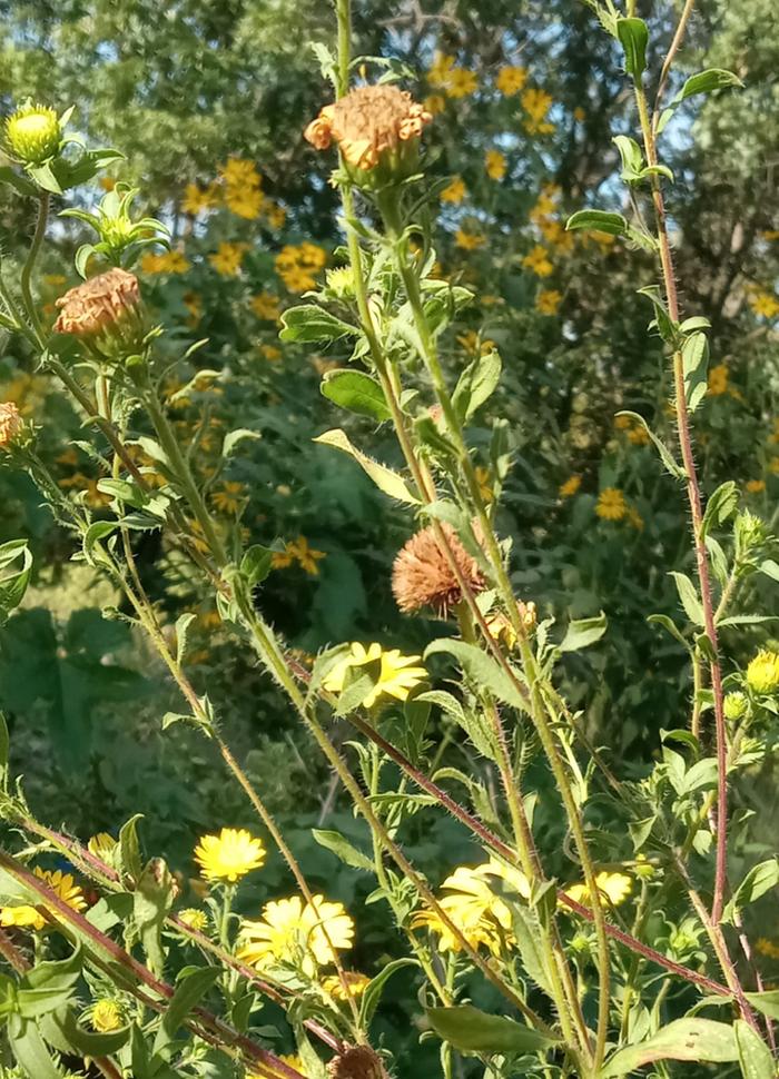 Puffy seedhead and hairy stems