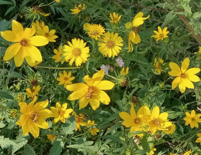 Side by side with tickseed sunflower Bidens aristosa