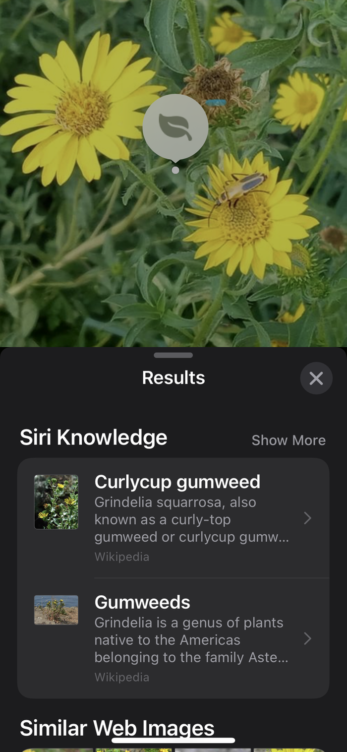 Curlycup Gumweed iPhone look up notice plant icon