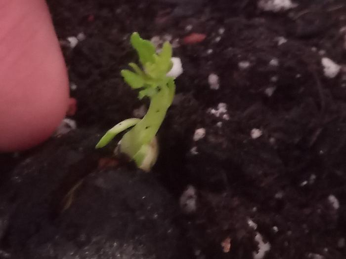 [Thumbnail for 008.jpg]