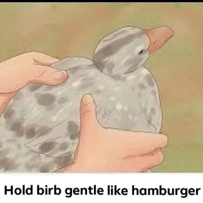 Hold birb gentle like hamburger
