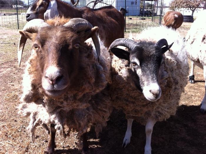 [Thumbnail for Butterscotch-and-Smoke.jpg]