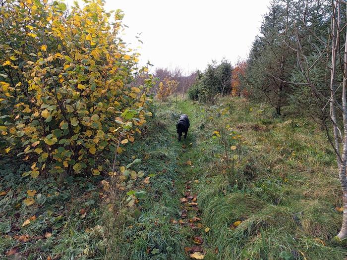 Hazel growth with alder neighbours on left (photo taken last autumn)