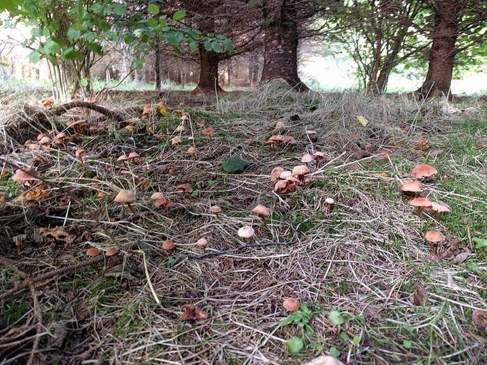 tree supporting fungi