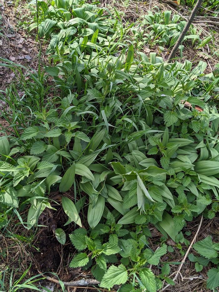 Wild leeks transplants from 2-4 years ago