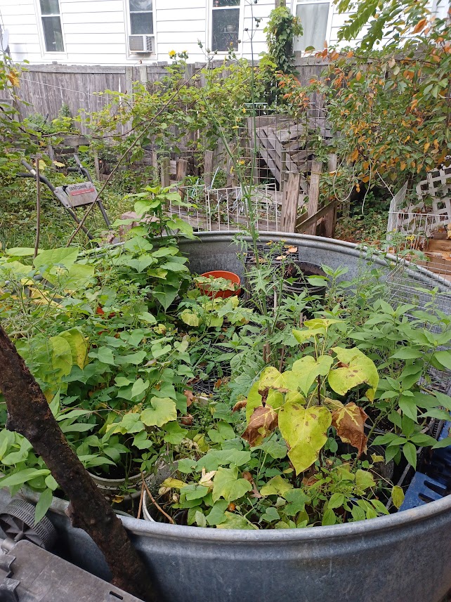 My pool garden. The box elder tree is out of view to the left.