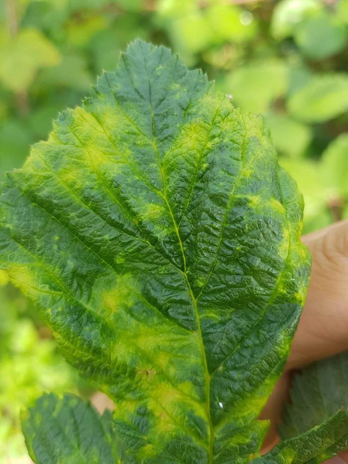 [Thumbnail for raspberry-2.jpg]