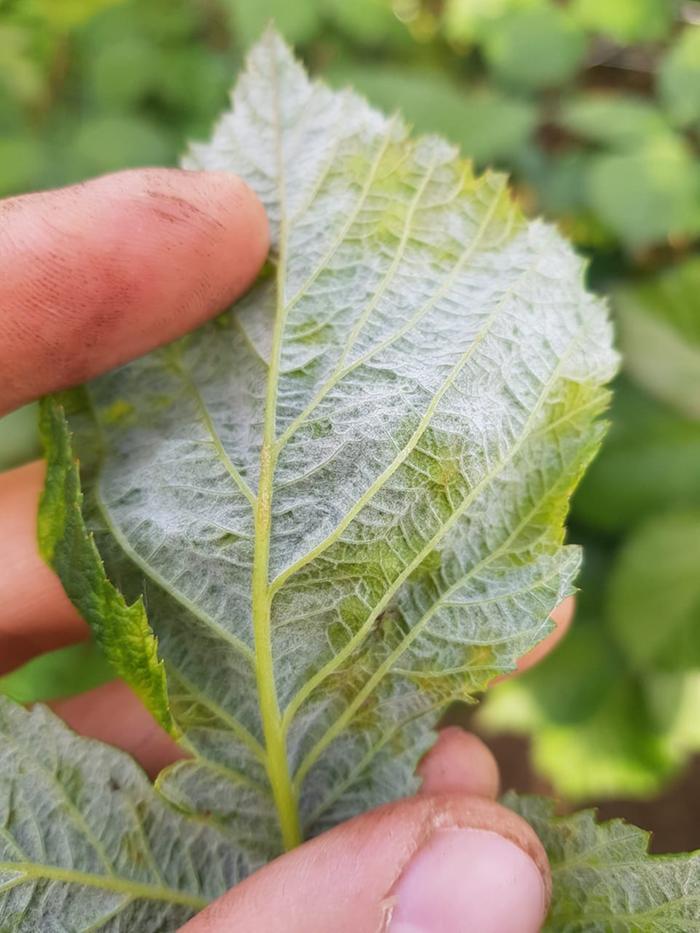 [Thumbnail for raspberry.jpg]