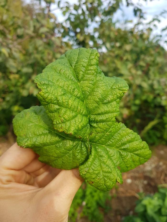 hand holding a loganberry leaf
