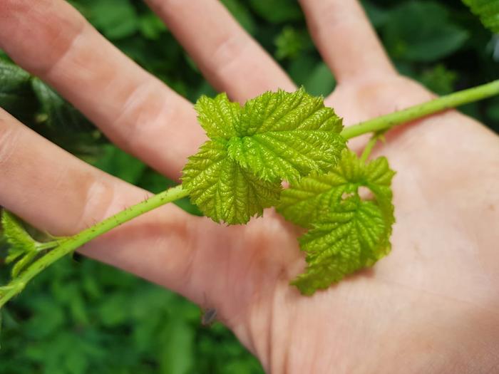 young loganberry leaves