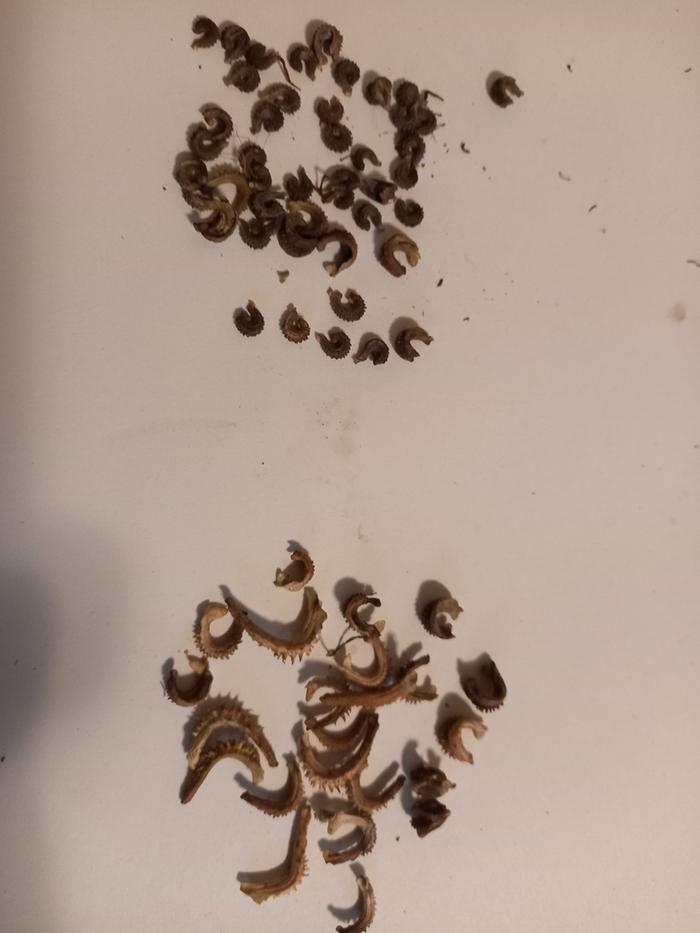 variation in calendula seed marigold calendula seed collecting