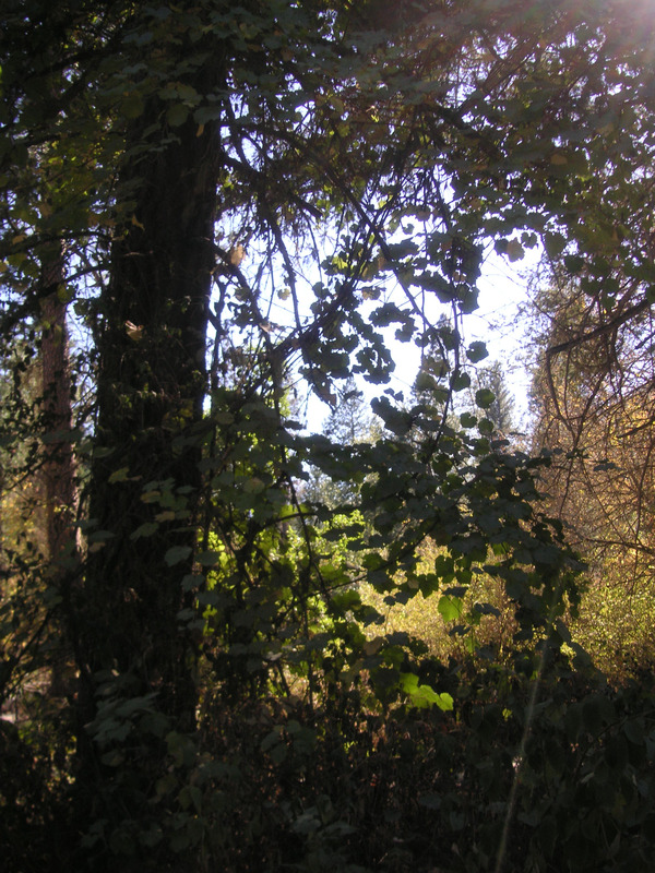 [Thumbnail for v.californica15.JPG]