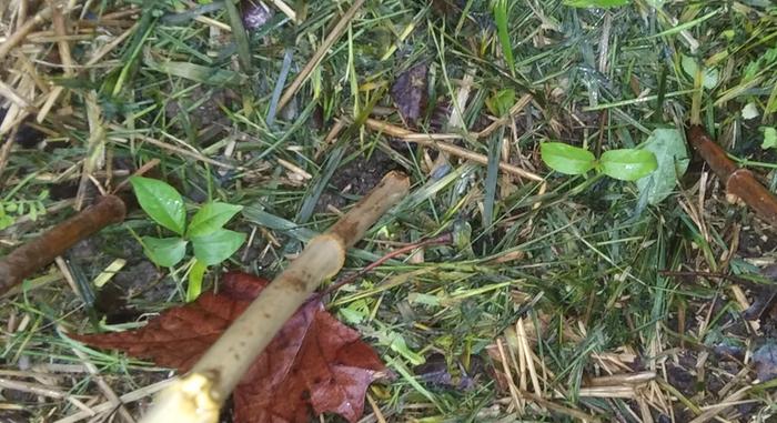 [Thumbnail for 20240427_072702-2.jpg]