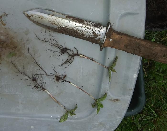 [Thumbnail for 20240427_072645-2.jpg]