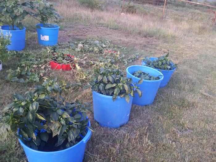 Learning what grows well we planted a couple of test buckets our first year in the aera before we picked out our land 