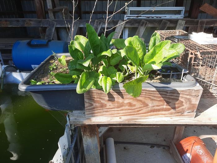 Comfrey in Grow-bed