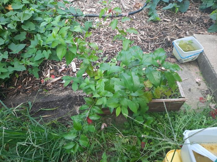 Osage Orange/ Bois D'Arc/ Hedge trees in air-prune box