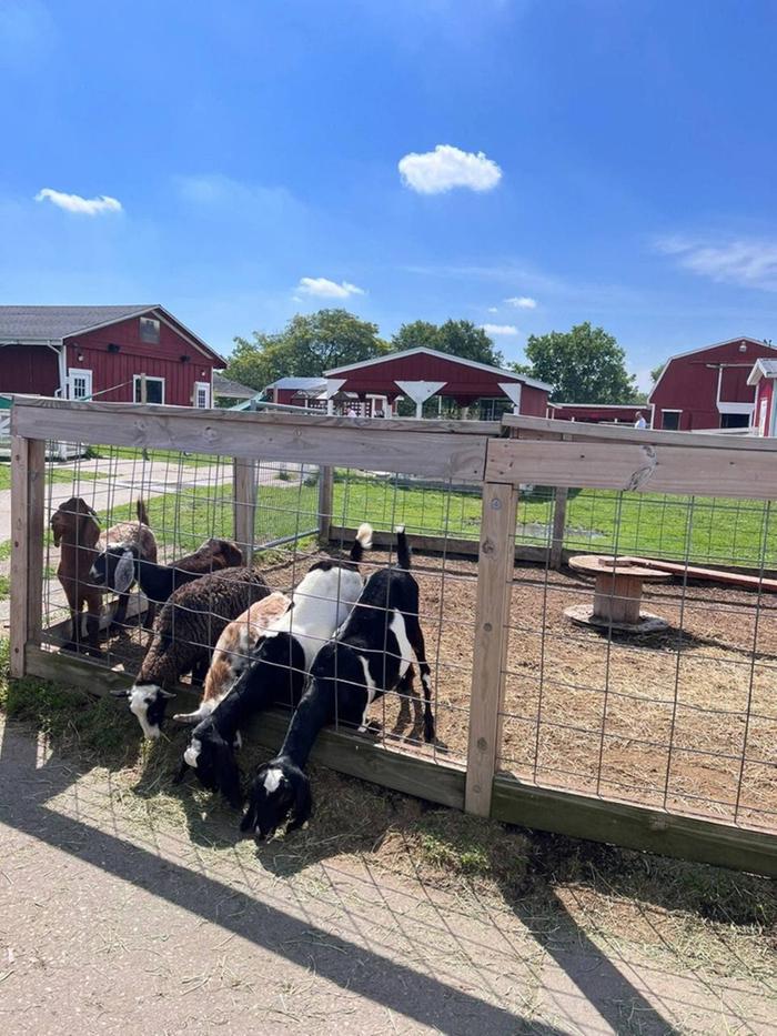 goats eating through a fence