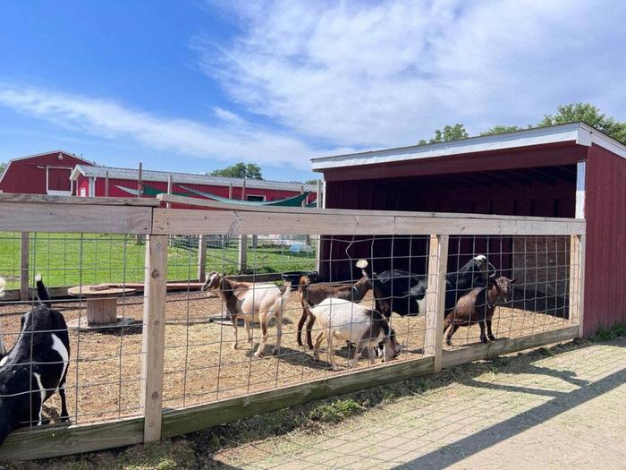 goat pen and goats