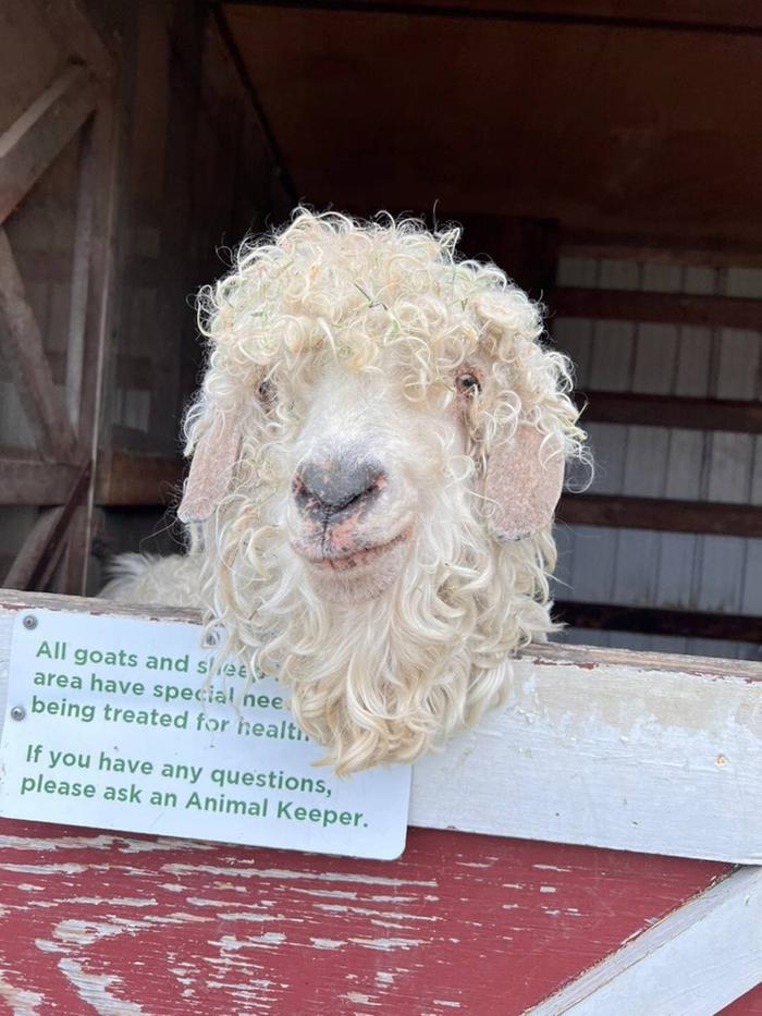 angora goat