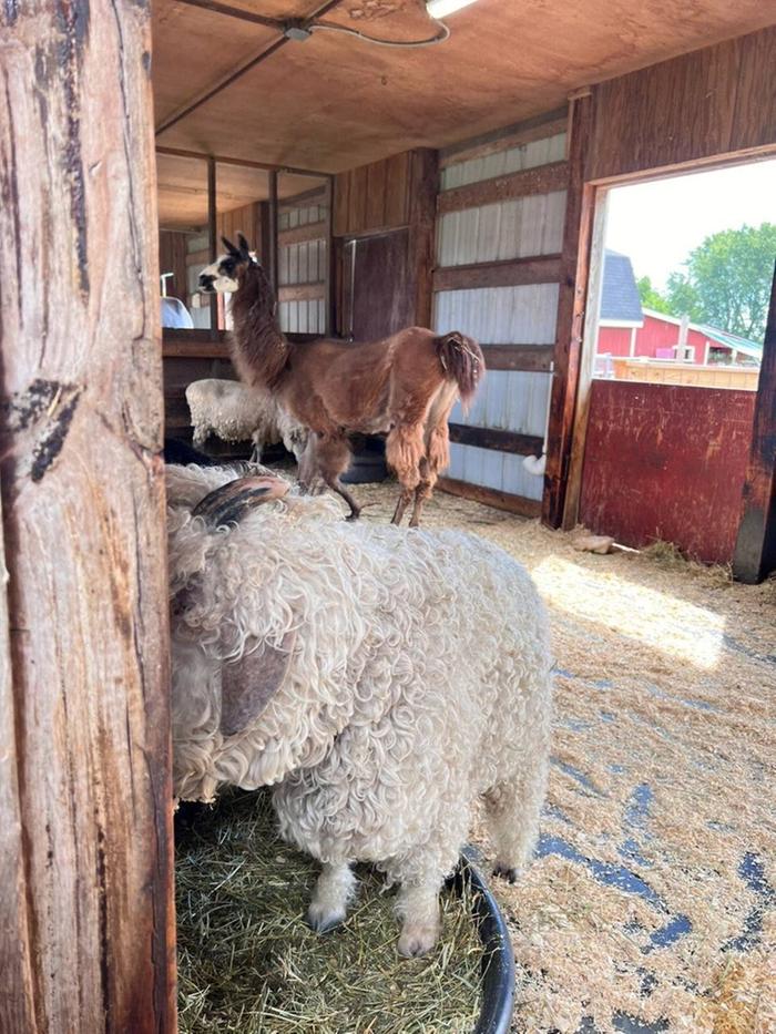 goats and llama in barn