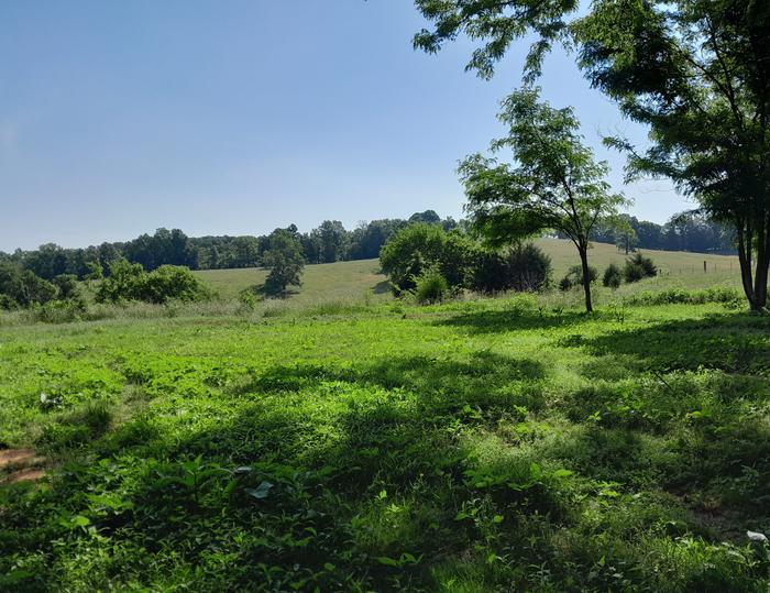 View over the neighbor's pasture. 