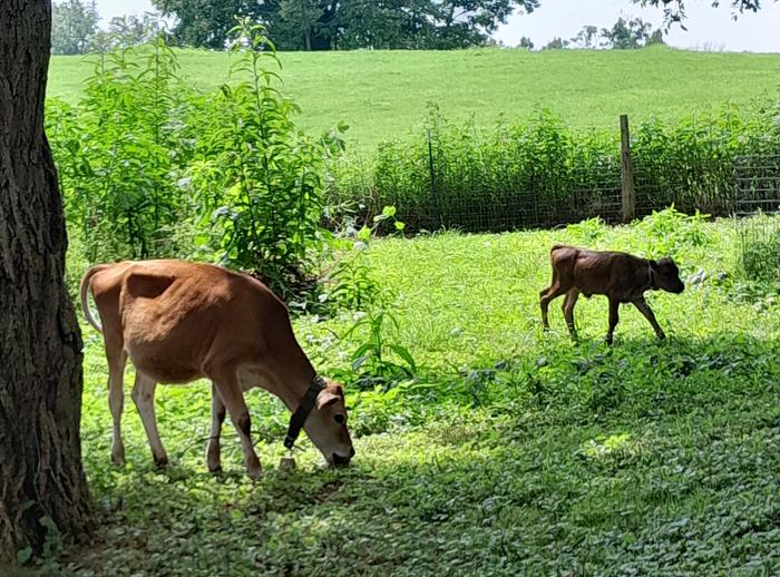 Calves (now sold) in the back yard this summer.