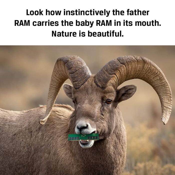 Father ram carrying a baby RAM