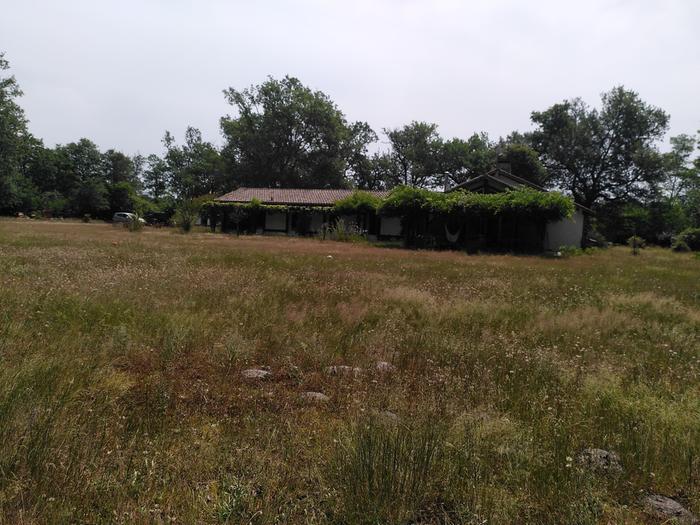 cover crop that would overcome Poaceae (grasses) on fields in a temperate climate