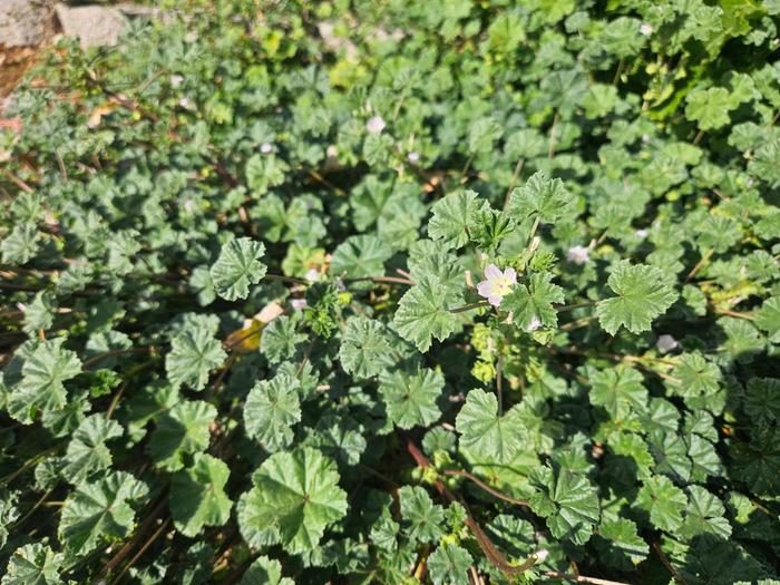 Common Mallow (weed)