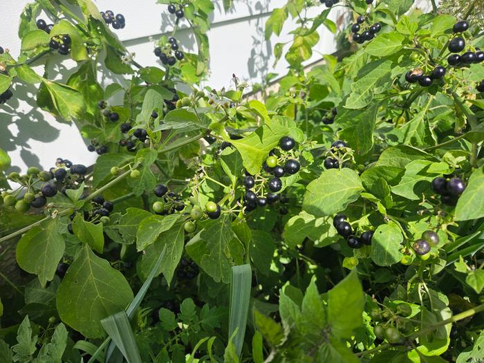 The delightful-looking, but plain tasting berries on the bush