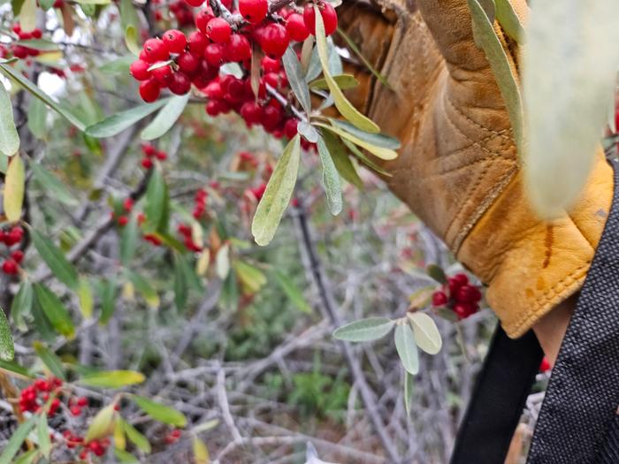 red, speckled berries