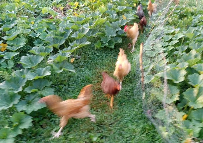 Chickens living in peace with my squash patch