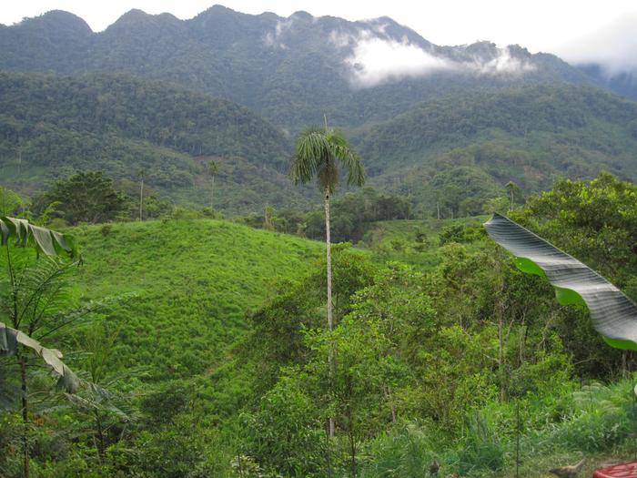 Tropical land with a tall palm tree in the foreground, green mountains in the background