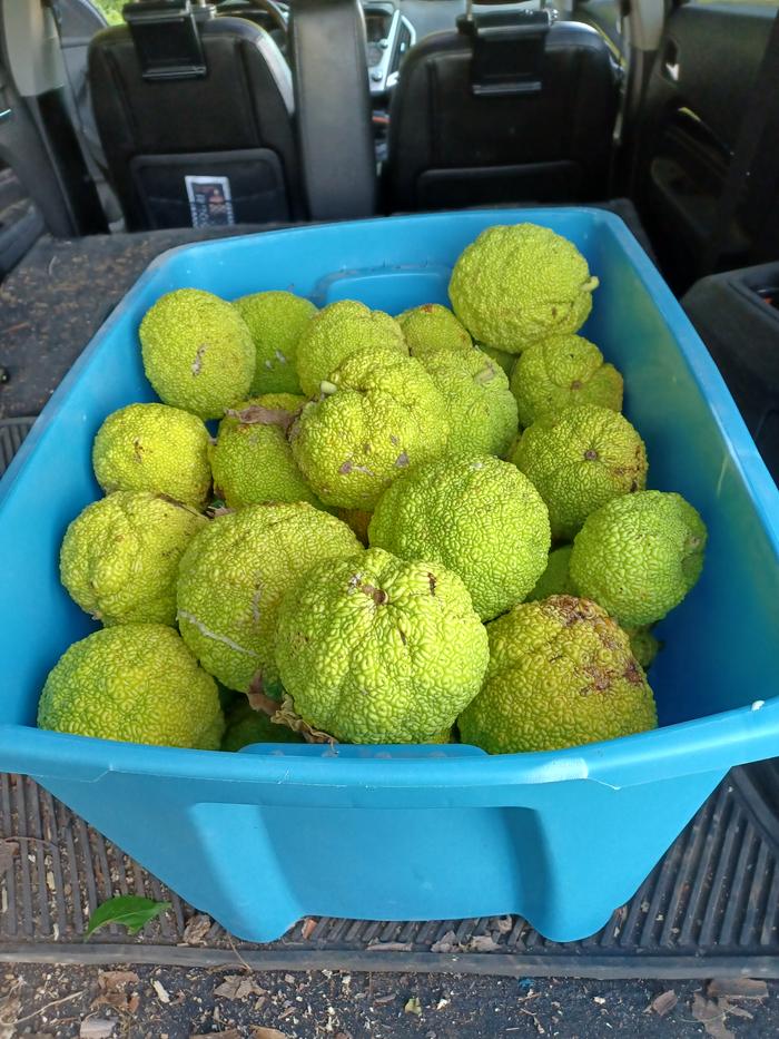 Osage Oranges