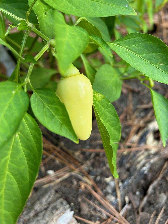 pale yellow pepper growing