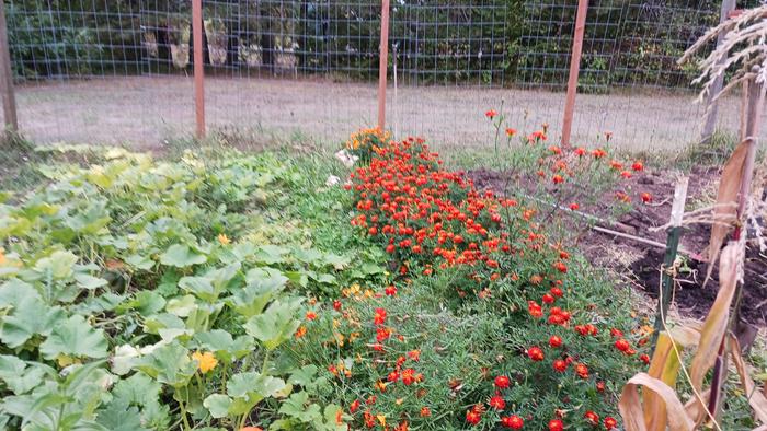 Orange flowerr plants as trap crops for cabbage 