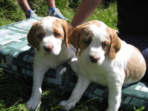 Our old boy as a pup on the right