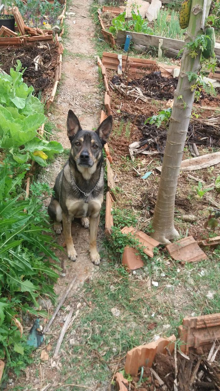 dog in a garden