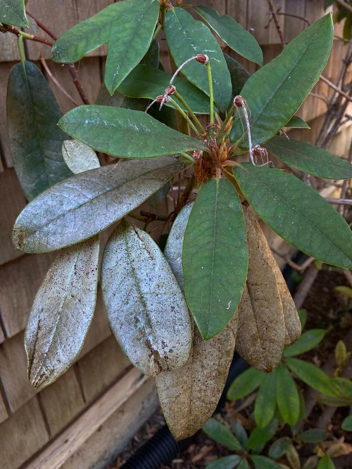 Thrips. Very tiny insects, scrape the surface of the leaf in order to feed on the juices leaves turn silver