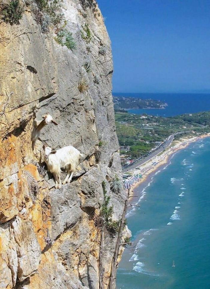 Goats on a cliff!