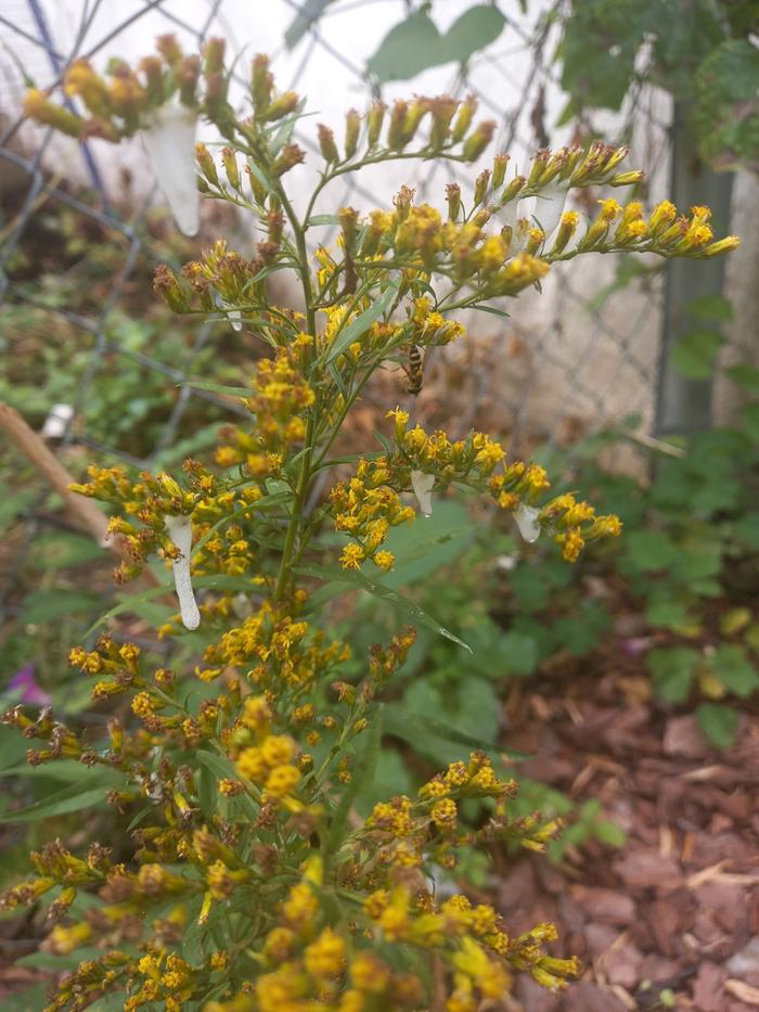 [Thumbnail for oozing-goldenrod.jpg]