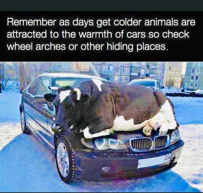 cow on car