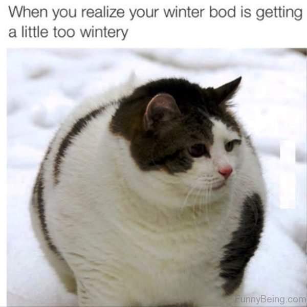 Fat cat