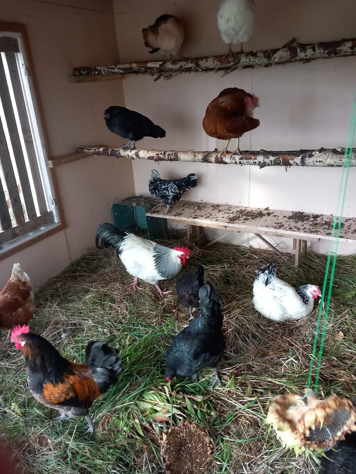 chickens scratching through garden scraps in their coop